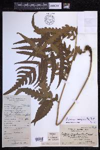 Pleocnemia macrodonta image