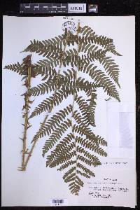 Dryopteris monticola image