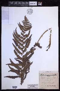 Dryopteris filix-mas image