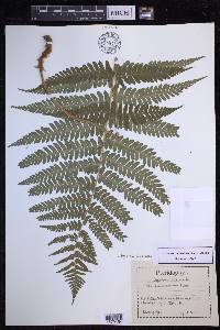 Dryopteris filix-mas image