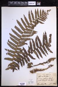 Dryopteris filix-mas image