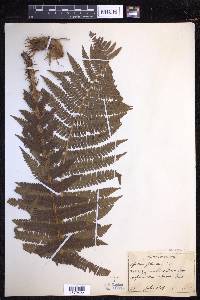 Dryopteris filix-mas image