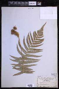 Dryopteris filix-mas image