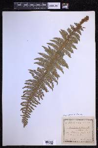 Polystichum aculeatum image