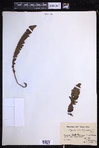 Dryopteris fragrans image