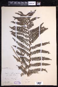 Dryopteris filix-mas image