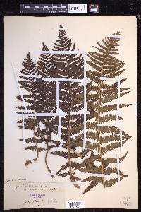 Dryopteris filix-mas image