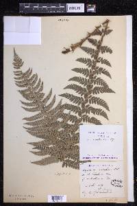 Polystichum aculeatum image