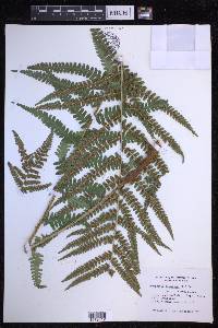 Dryopteris filix-mas image