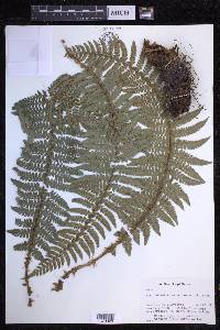 Polystichum aculeatum image