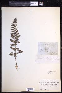 Dryopteris mindshelkensis image