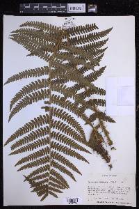 Dryopteris monticola image