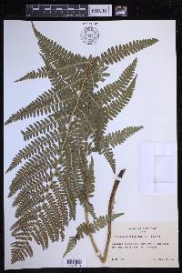 Dryopteris filix-mas image