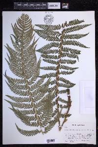 Polystichum aculeatum image