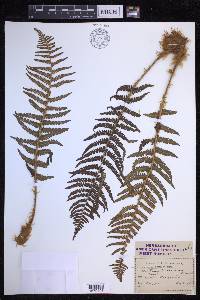 Dryopteris filix-mas image