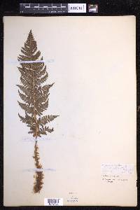 Dryopteris mindshelkensis image