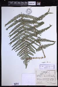 Dryopteris filix-mas image