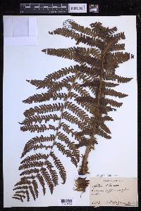 Dryopteris filix-mas image