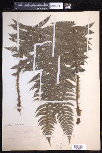 Polystichum aculeatum image