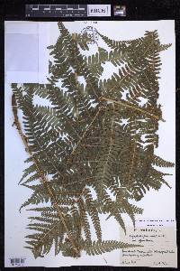 Dryopteris filix-mas image