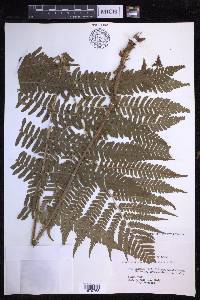 Dryopteris monticola image