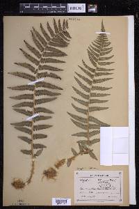 Dryopteris filix-mas image