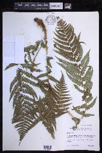 Dryopteris filix-mas image