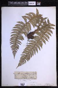 Polystichum aculeatum image