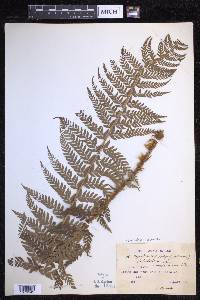 Polystichum aculeatum image