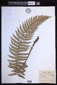 Polystichum aculeatum image