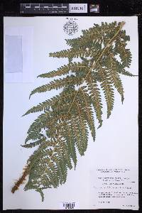 Dryopteris filix-mas image