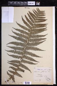 Dryopteris filix-mas image