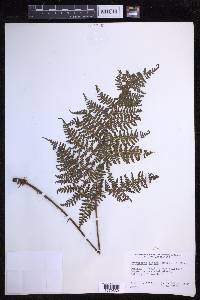 Dryopteris glabra image