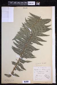 Polystichum aculeatum image