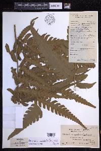 Pleocnemia macrodonta image