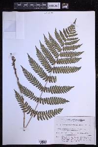 Dryopteris monticola image