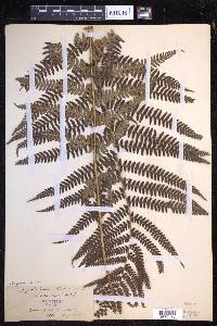 Dryopteris filix-mas image