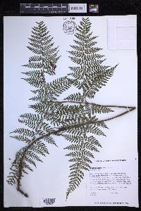 Dryopteris glabra image