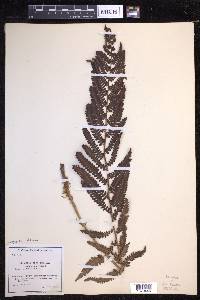 Dryopteris filix-mas image