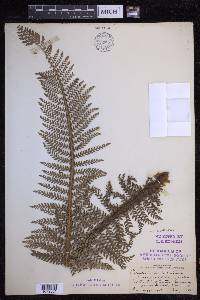 Polystichum aculeatum image