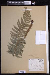 Polystichum aculeatum image