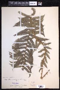 Polystichum aculeatum image