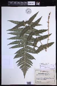 Dryopteris filix-mas image