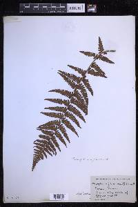 Dryopteris filix-mas image