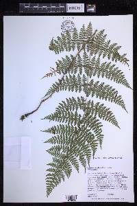 Dryopteris glabra image