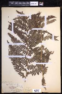 Dryopteris filix-mas image