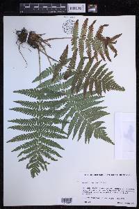 Dryopteris filix-mas image