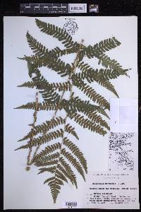 Dryopteris monticola image