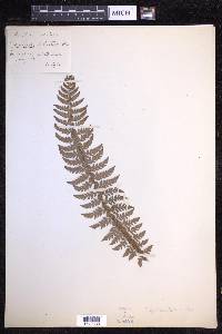 Polystichum aculeatum image