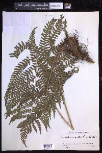 Dryopteris monticola image